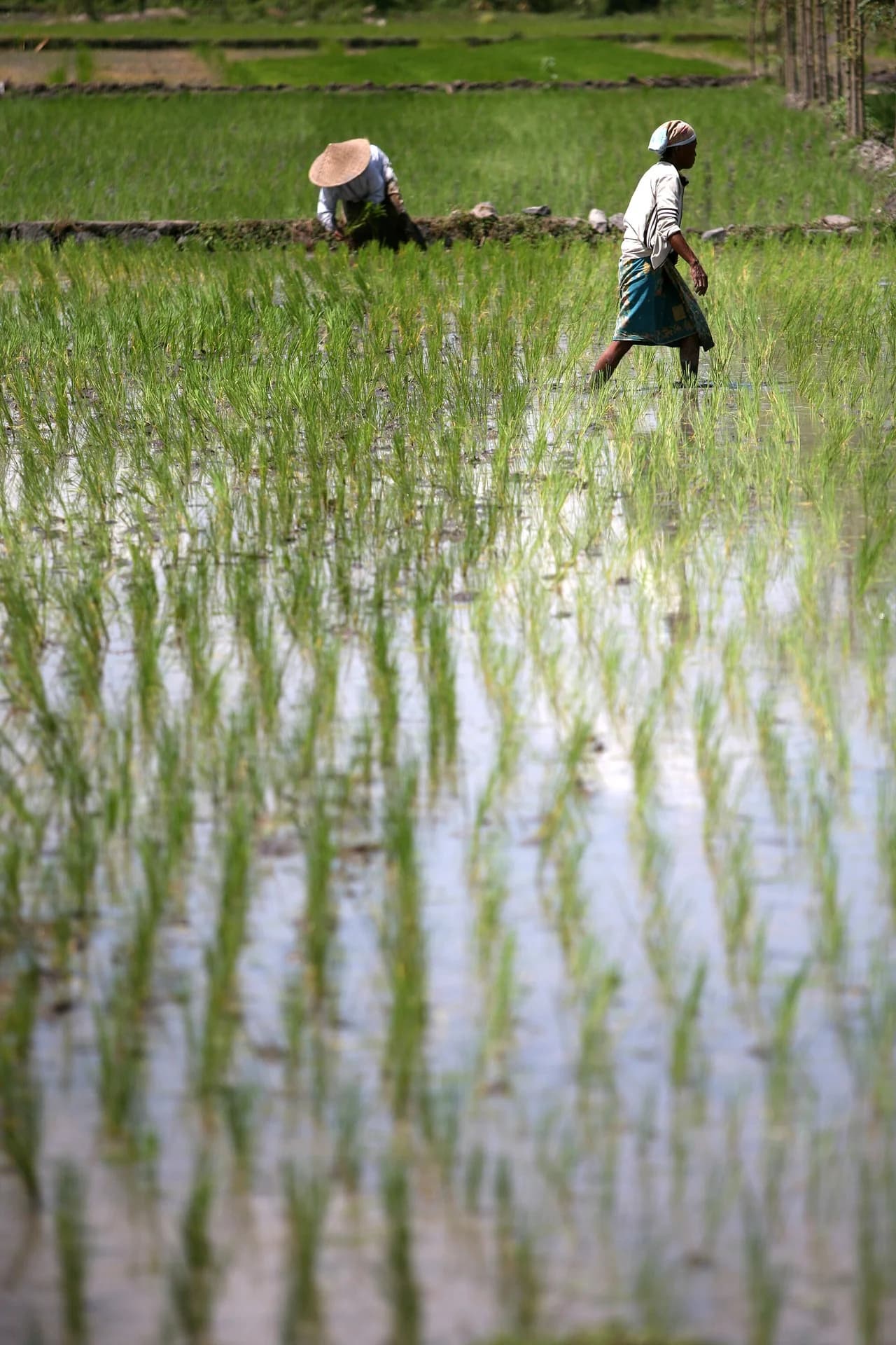Petani bekerja di sawah di Lombok, Indonesia