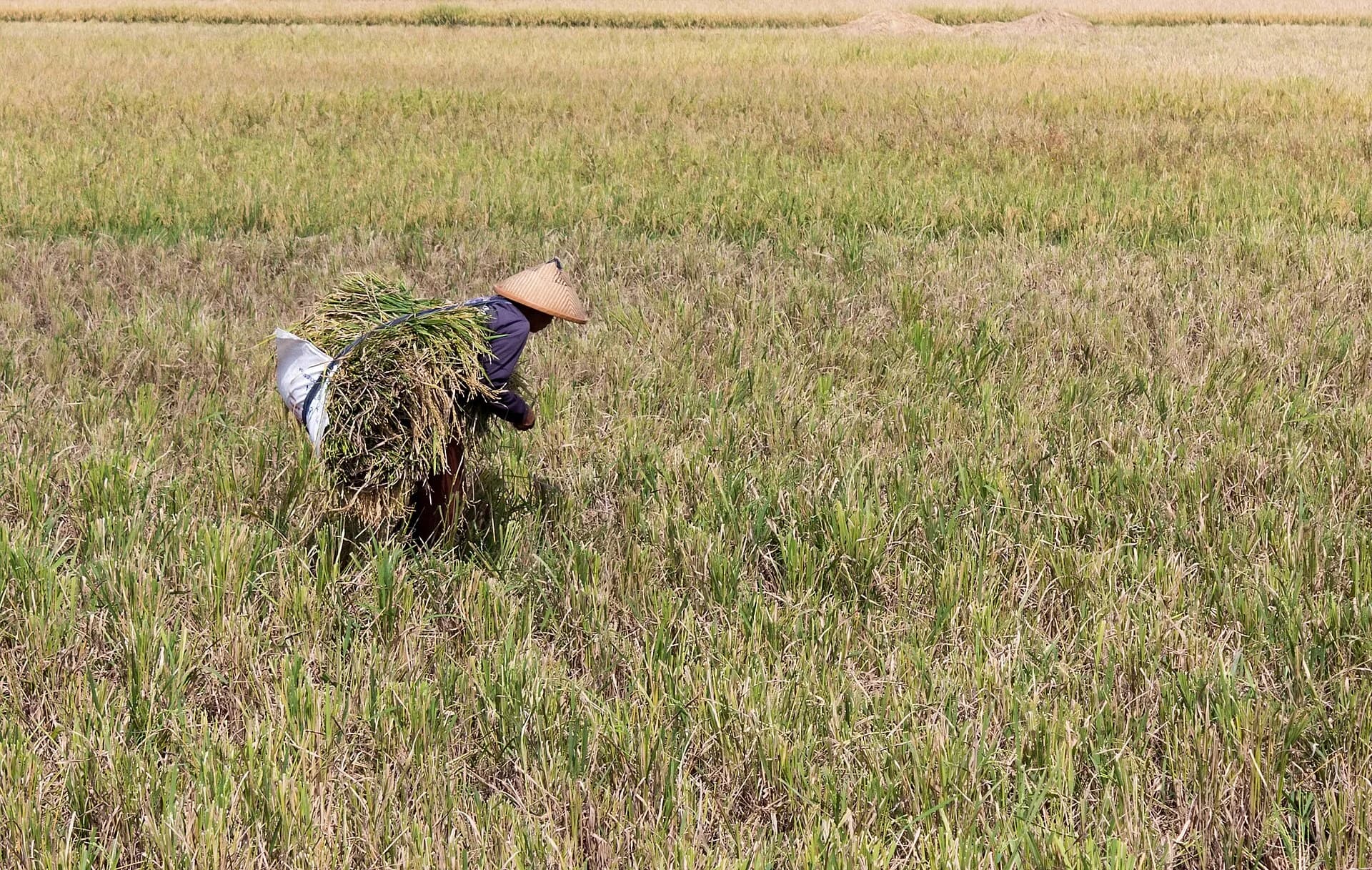 Petani memanen padi di Kampung Rawa, Jawa, Indonesia