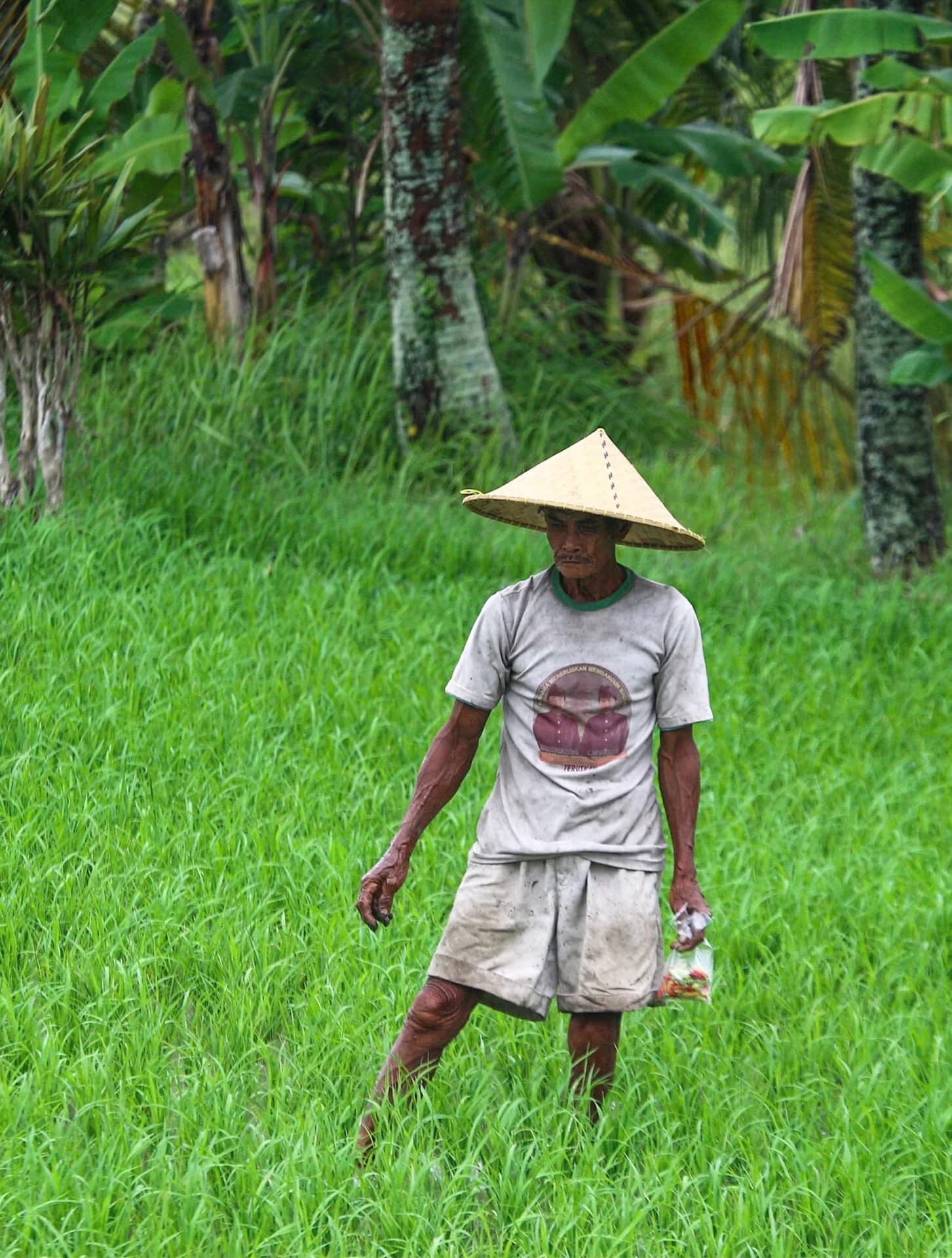 Petani berjalan di area persawahan di Bali, Indonesia